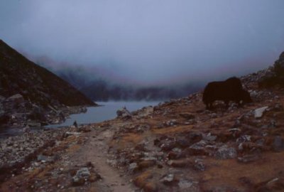 1995009032 Yak Gokyo.jpg