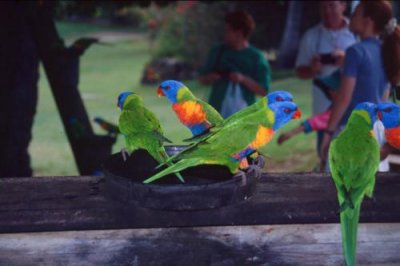 1996011095 Parakeets Hayman Island.jpg