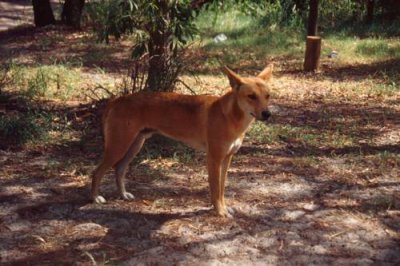 1996012017 Dingo Fraser Island.jpg