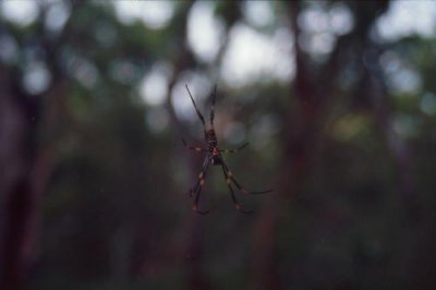 1996012020 Spider Fraser Island.jpg