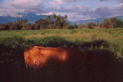 1996014070 Cow in Fiji.jpg