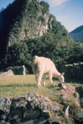 1996016076 Al paca Machu Picchu.jpg