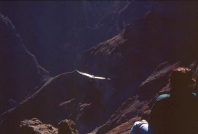 1996016098 Condor close Colca Canyon.jpg