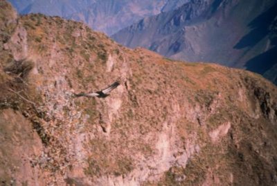 1996016099 Condor close Colca Canyon.jpg
