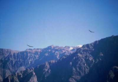 1996016100 Two Condors Colca Canyon.jpg
