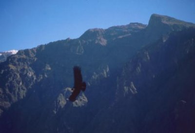 1996017004 Condor Colca Canyon.jpg