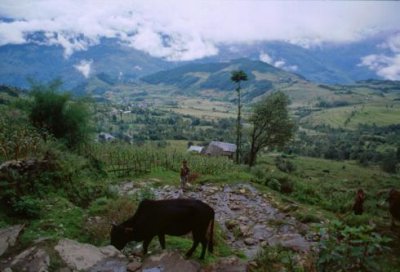 1997021073 Cow Durali to Bhandar.jpg