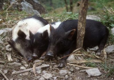 1997022042 three little pigs 1997.jpg