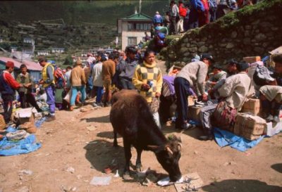 1997023006 Cow Namche Market.jpg