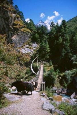 1997023034 Yak near Tengboche.jpg