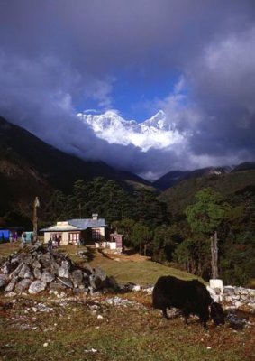 1997023050 yak grazing tengboche 1997.jpg