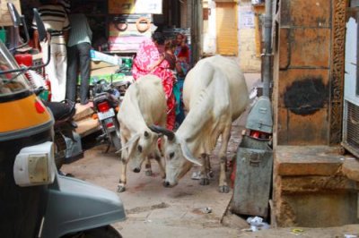 2014078995 Cows in Jaisalmer.JPG