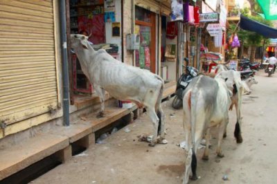 2014079009 Cows in Jaisalmer.JPG