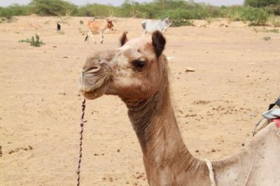 2014079107 Camel Thar Desert.JPG