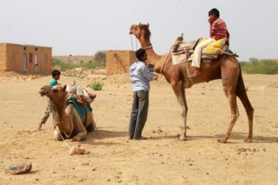 2014079108 Camel Thar Desert.JPG