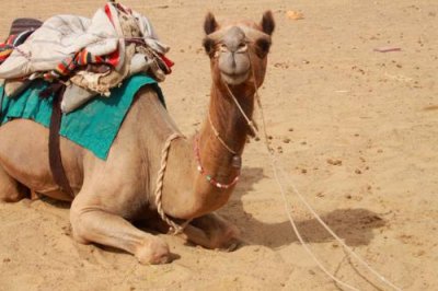2014079114 Camel Thar Desert.JPG