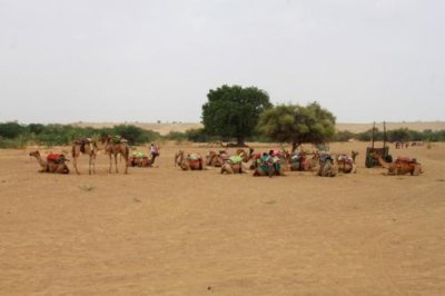 2014079116 Camel Thar Desert.JPG