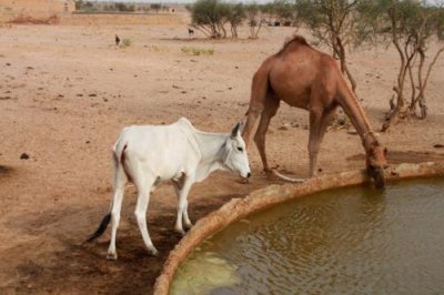 2014079138 Cow Camel Thar Desert.JPG