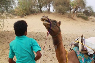 2014079156 Camel Thar Desert.JPG