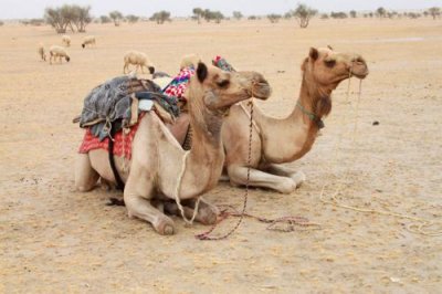 2014079157 Camels Thar Desert.JPG