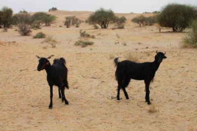 2014079162 Goats Thar Desert.JPG