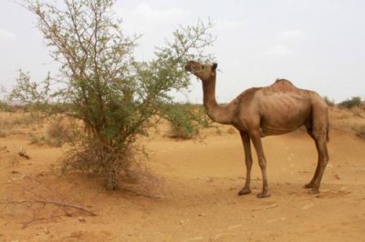 2014079273 Camel Thar Desert.JPG