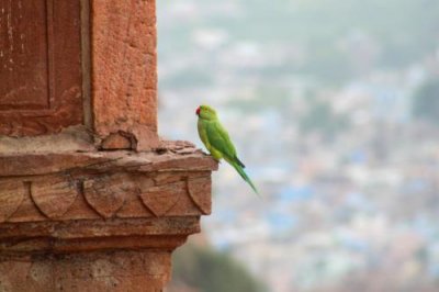 2014079377 Parakeet Jodhpur.JPG