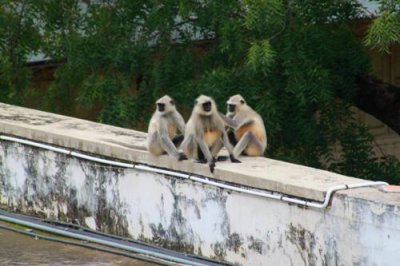 2014079629 Monkeys Jagmandir Island.JPG