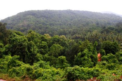 2014079816 Rainforests near Ponda Goa.JPG
