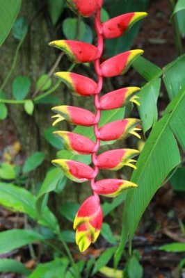 2014079859 Spice Plantation Goa.JPG