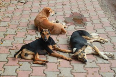2014080915 Dogs in Candolim Goa.JPG