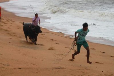 2014080927 Bull Candolim Beach.JPG