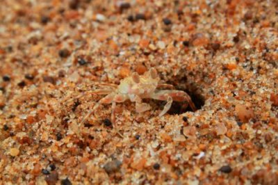 2014080939 Crab Candolim Beach.JPG