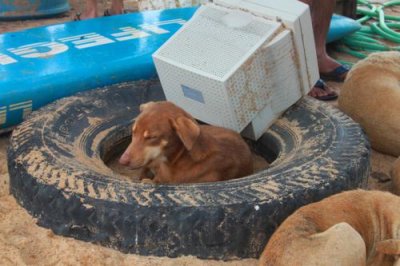 2014080975 Dog Monitor Goa.JPG