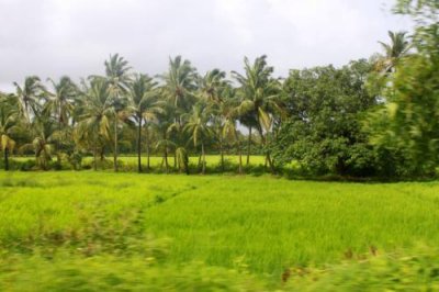 2014080993 Paddy fields Goa.JPG