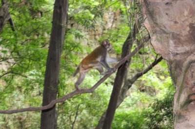 2015080935 Macaque Monkey Zhangjiajie.jpg