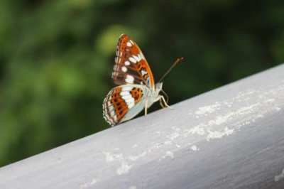 2015080952 Butterfly Zhangjiajie.jpg