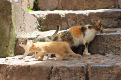 2016033376 Kittens Cat Cusco.jpg