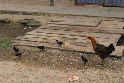 2016033675 Chickens Amazon village.jpg
