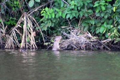 2016034199 Giant Otter Lake Sandoval.jpg