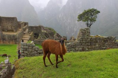 2016045471 Llama Machu Picchu.jpg