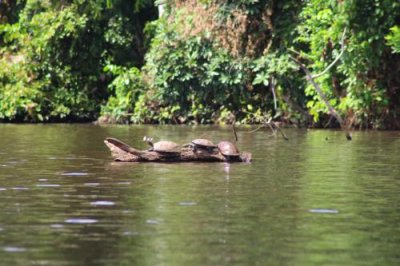 2016033872 Turtles Lake Sandoval.jpg