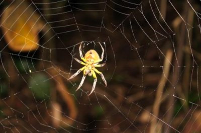 2016034076 Yellow Spider Lake Sandoval.jpg