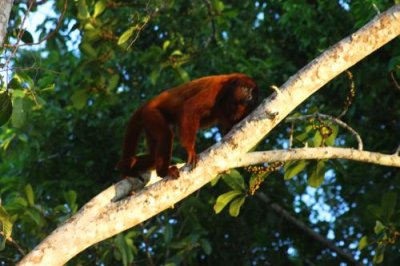 2016034113 Howler Monkey Lake Sandoval.jpg