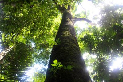 2016034235 Tree Trunk Rainforest.jpg