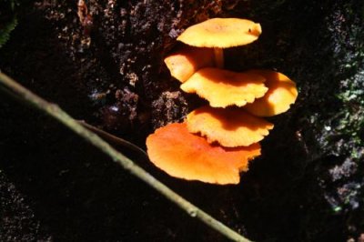 2016034248 Fungi in Rainforest.jpg