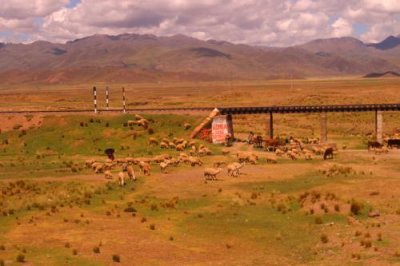 2016044612 Alpaca herd altiplano.jpg