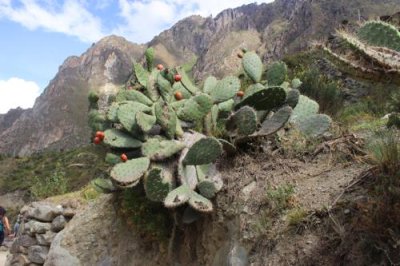2016044933 Cactus Inca Trail.jpg