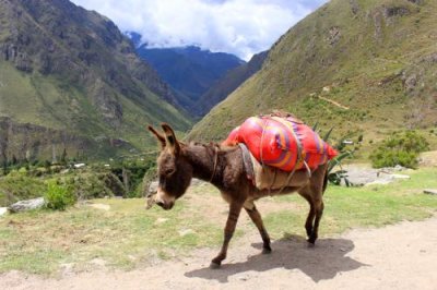 2016044991 Donkey Inca Trail.jpg