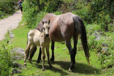 2016045011 Mule and Mother.jpg